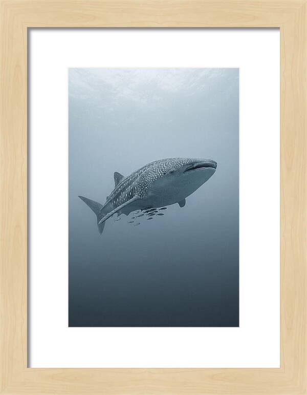 Whale Shark Serenity