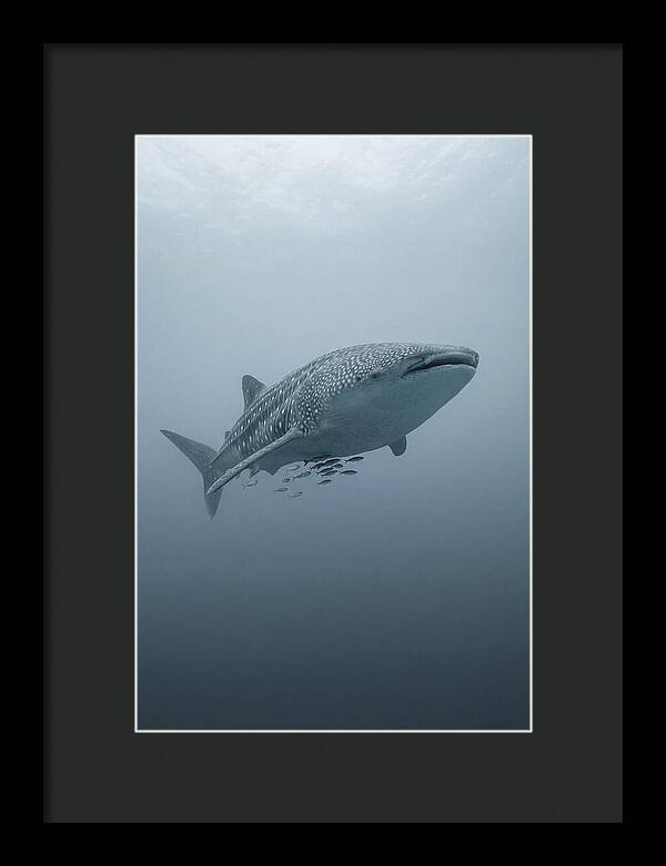 Whale Shark Serenity
