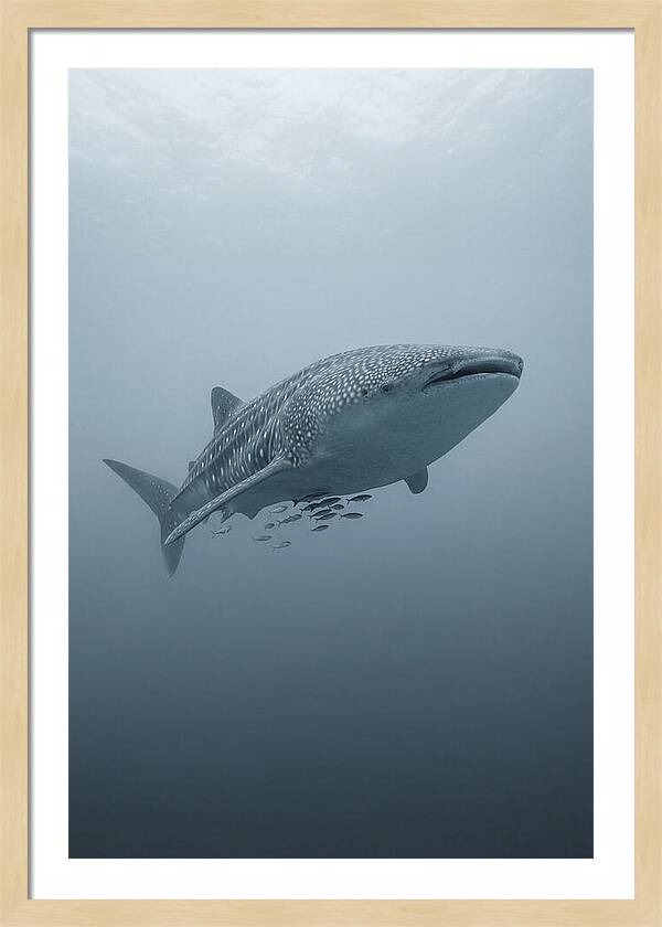 Whale Shark Serenity