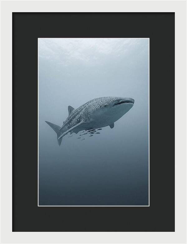 Whale Shark Serenity