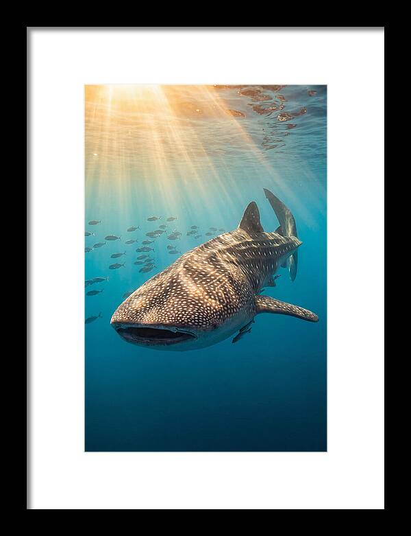 Whale Shark Sunbeams