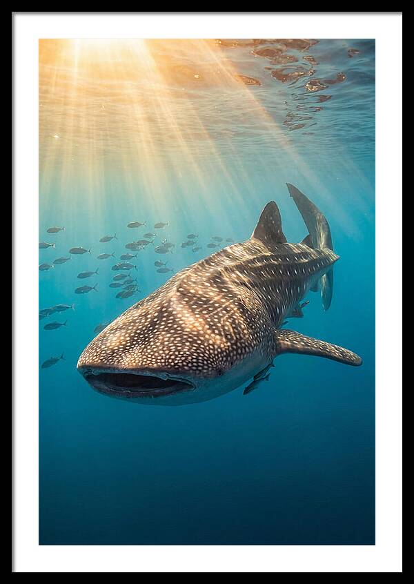 Whale Shark Sunbeams