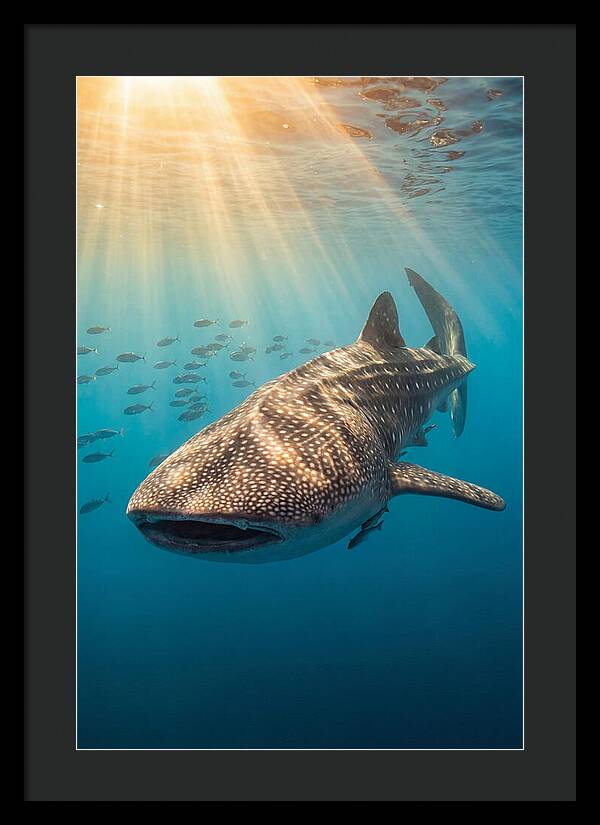 Whale Shark Sunbeams