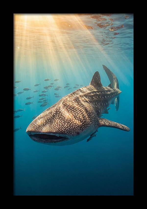 Whale Shark Sunbeams
