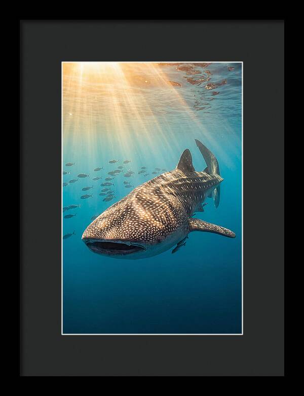 Whale Shark Sunbeams