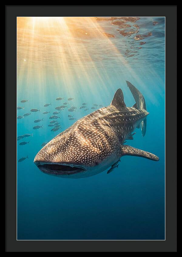 Whale Shark Sunbeams