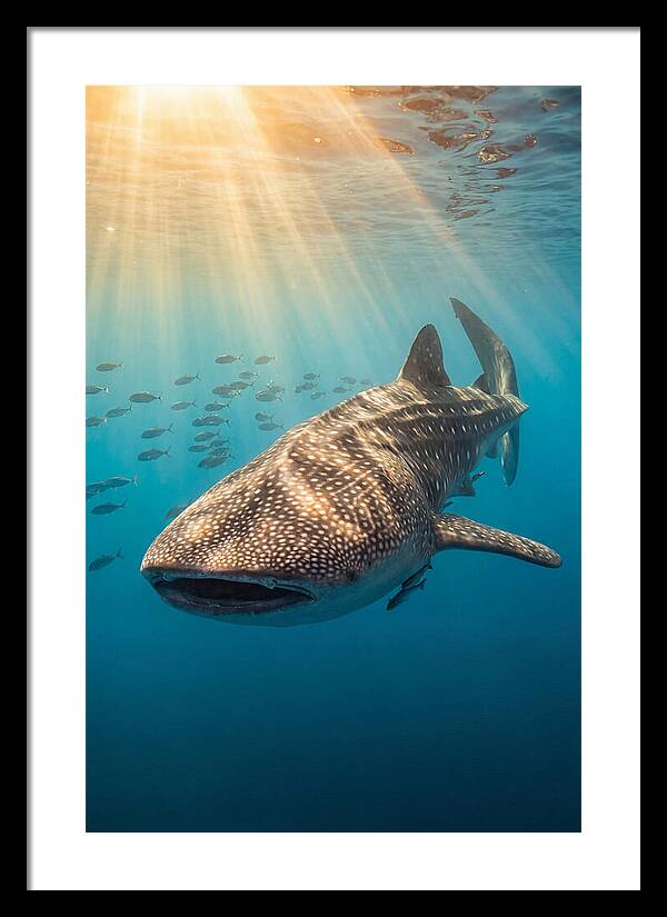 Whale Shark Sunbeams