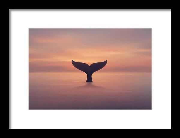 Whale Tail Against Sunset Sky