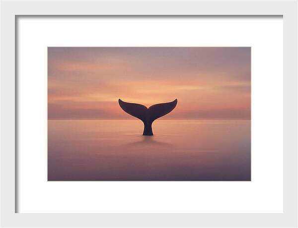 Whale Tail Against Sunset Sky