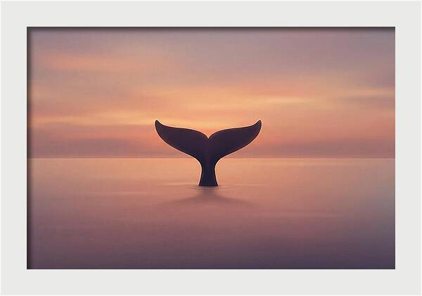 Whale Tail Against Sunset Sky