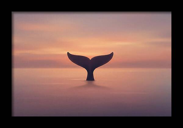 Whale Tail Against Sunset Sky