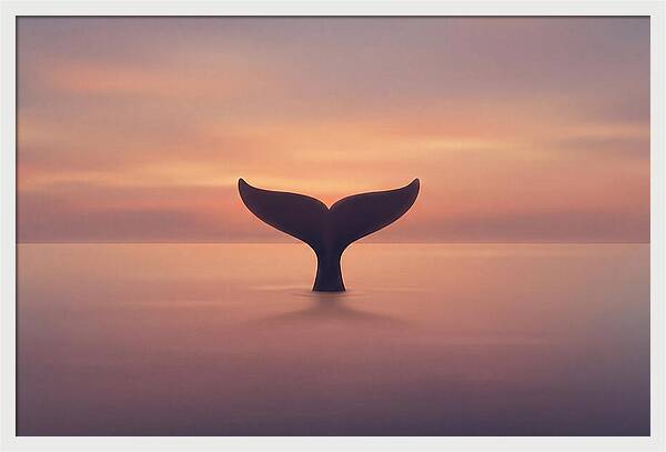 Whale Tail Against Sunset Sky
