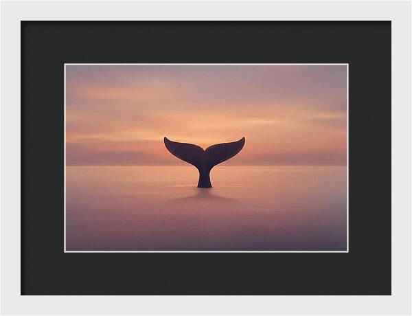 Whale Tail Against Sunset Sky
