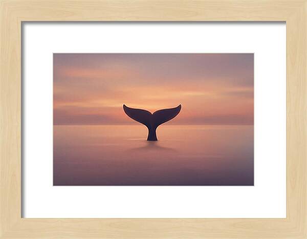 Whale Tail Against Sunset Sky