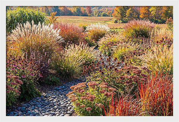 Whispers Of Autumn Blooms