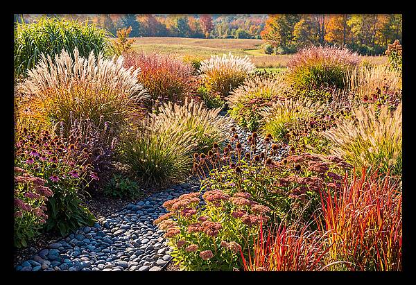Whispers Of Autumn Blooms