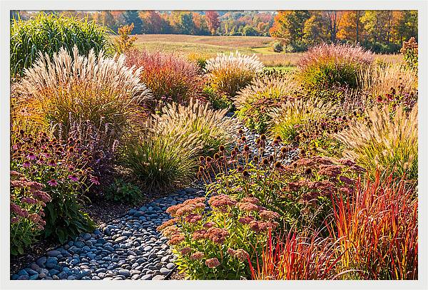 Whispers Of Autumn Blooms