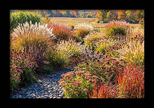 Whispers Of Autumn Blooms