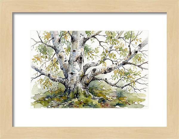 Whispers Of Birch Trees