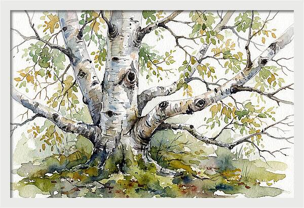 Whispers Of Birch Trees