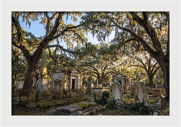 Whispers Of Bonaventure Cemetery