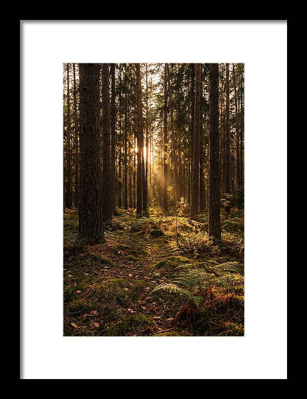 Whispers Of Kisatchie Forest
