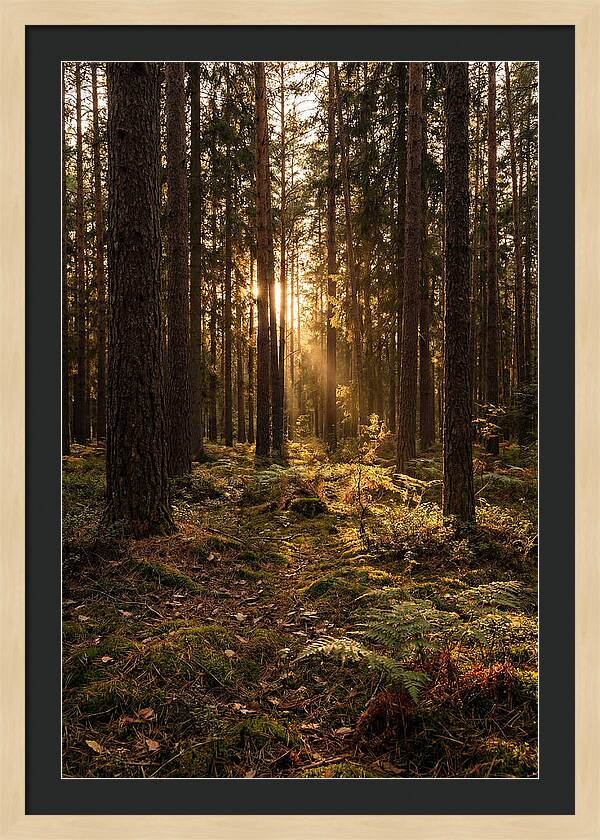 Whispers Of Kisatchie Forest