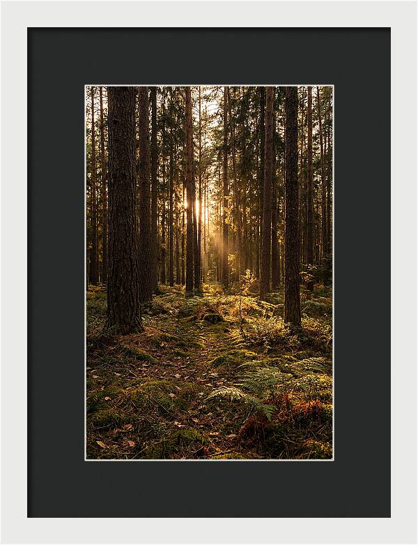 Whispers Of Kisatchie Forest
