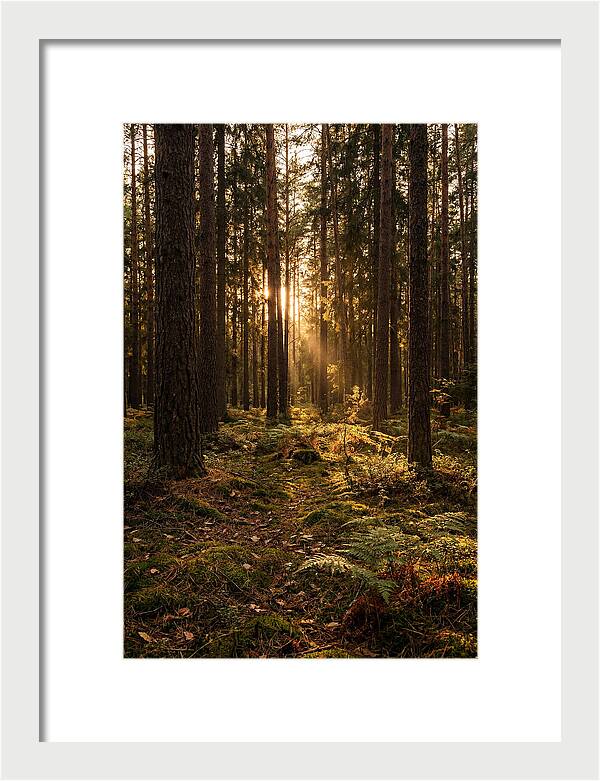 Whispers Of Kisatchie Forest