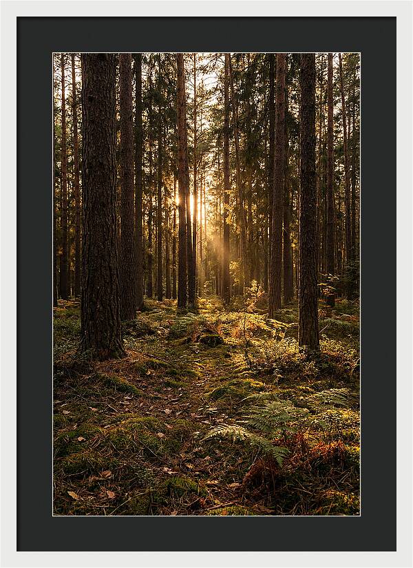 Whispers Of Kisatchie Forest