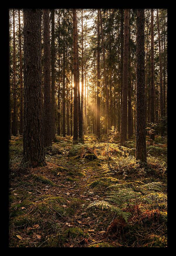 Whispers Of Kisatchie Forest