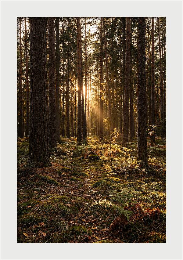 Whispers Of Kisatchie Forest