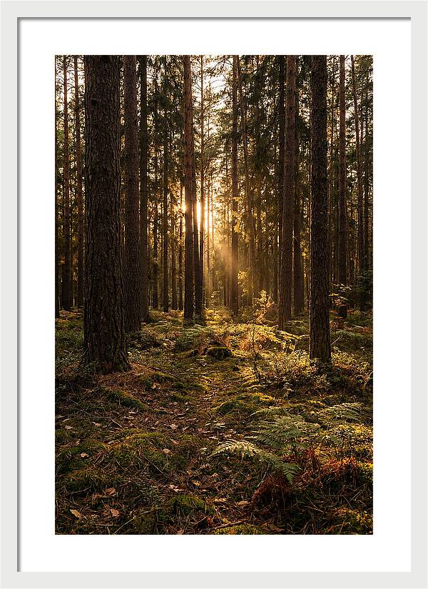 Whispers Of Kisatchie Forest