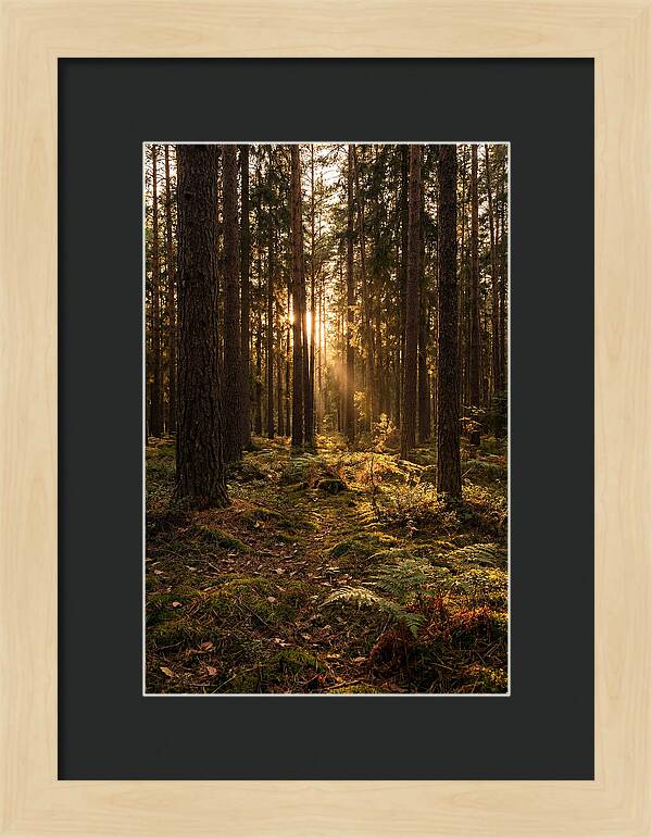 Whispers Of Kisatchie Forest