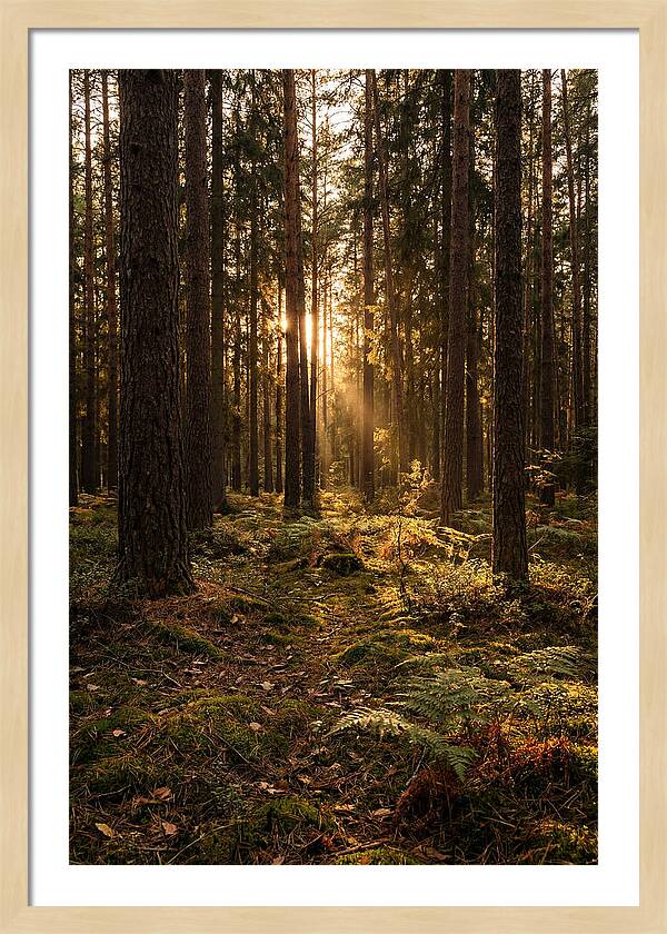Whispers Of Kisatchie Forest