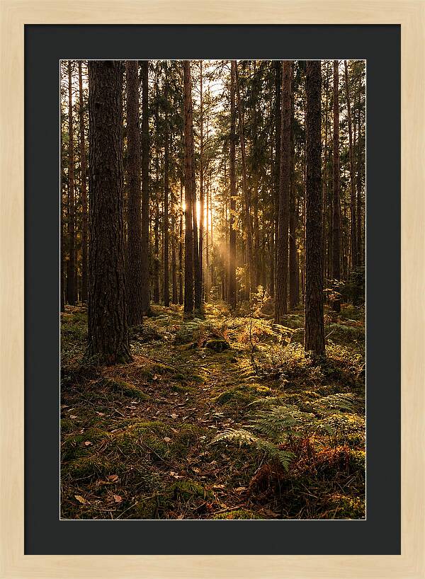 Whispers Of Kisatchie Forest