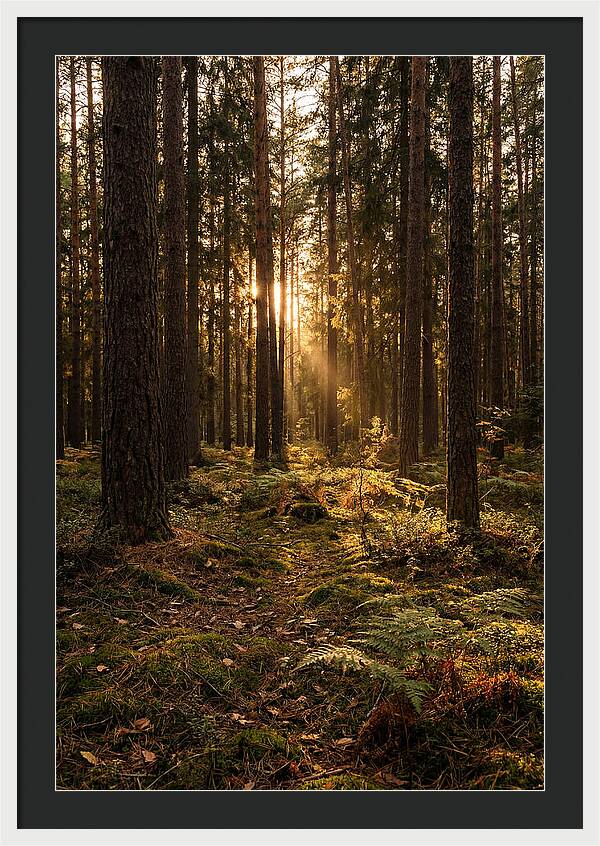 Whispers Of Kisatchie Forest