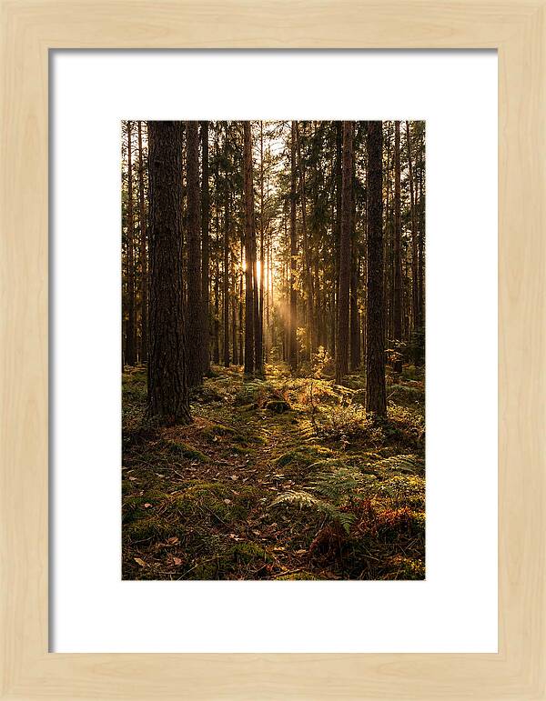 Whispers Of Kisatchie Forest