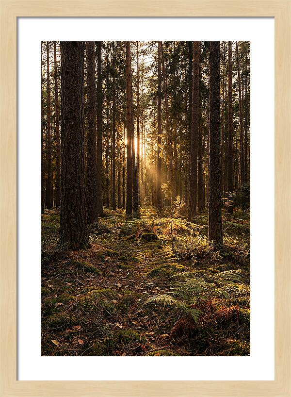 Whispers Of Kisatchie Forest