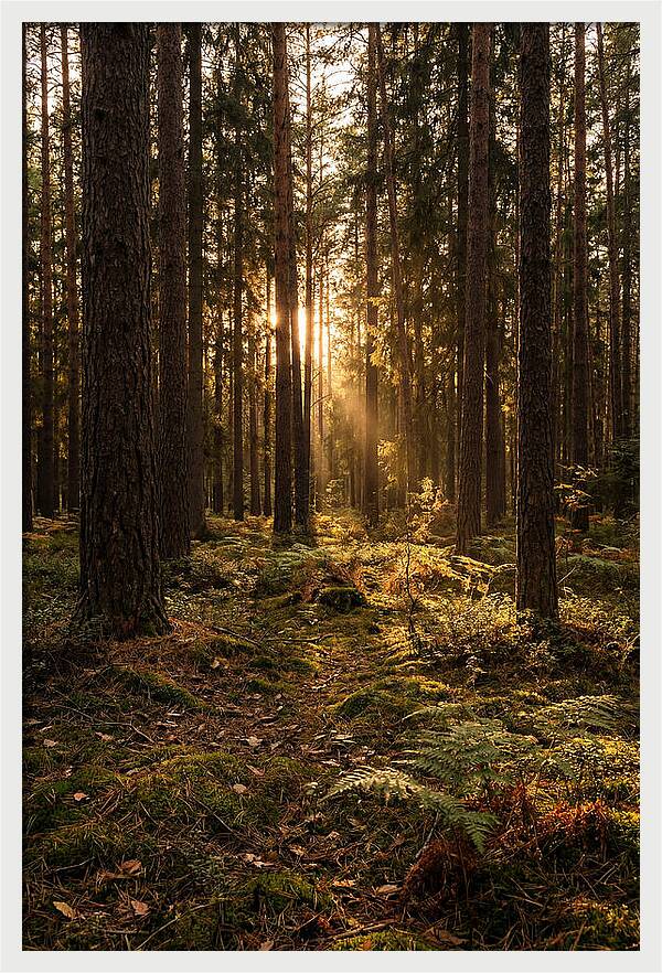 Whispers Of Kisatchie Forest