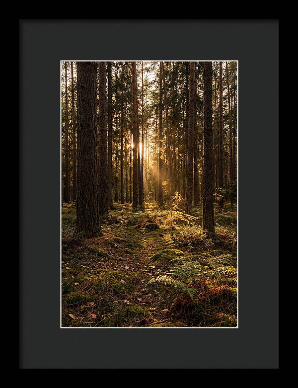 Whispers Of Kisatchie Forest