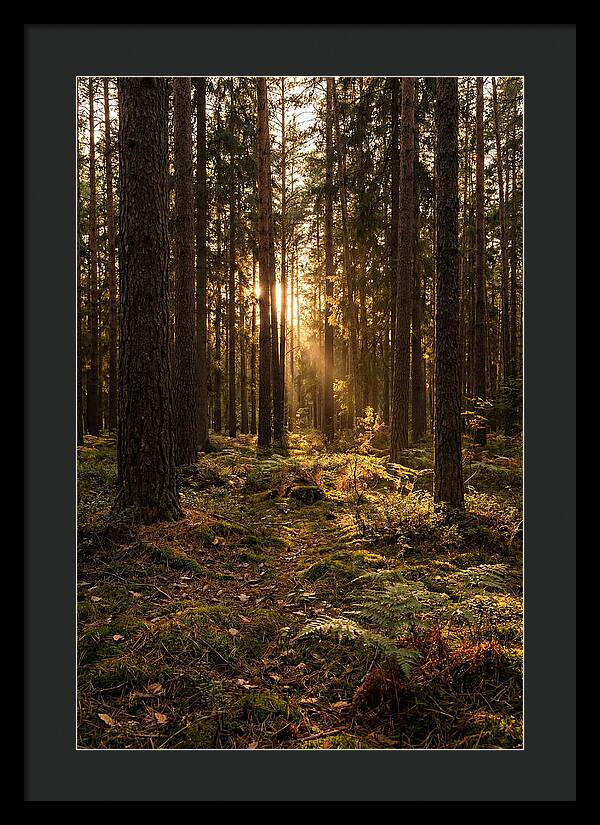Whispers Of Kisatchie Forest