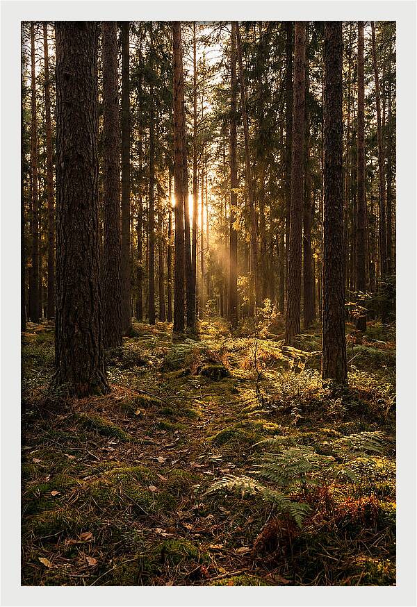 Whispers Of Kisatchie Forest
