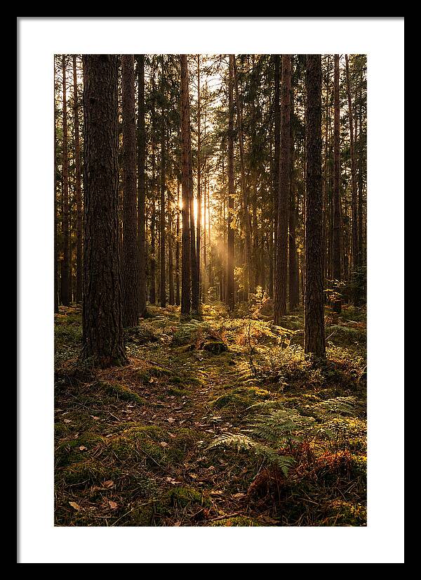 Whispers Of Kisatchie Forest