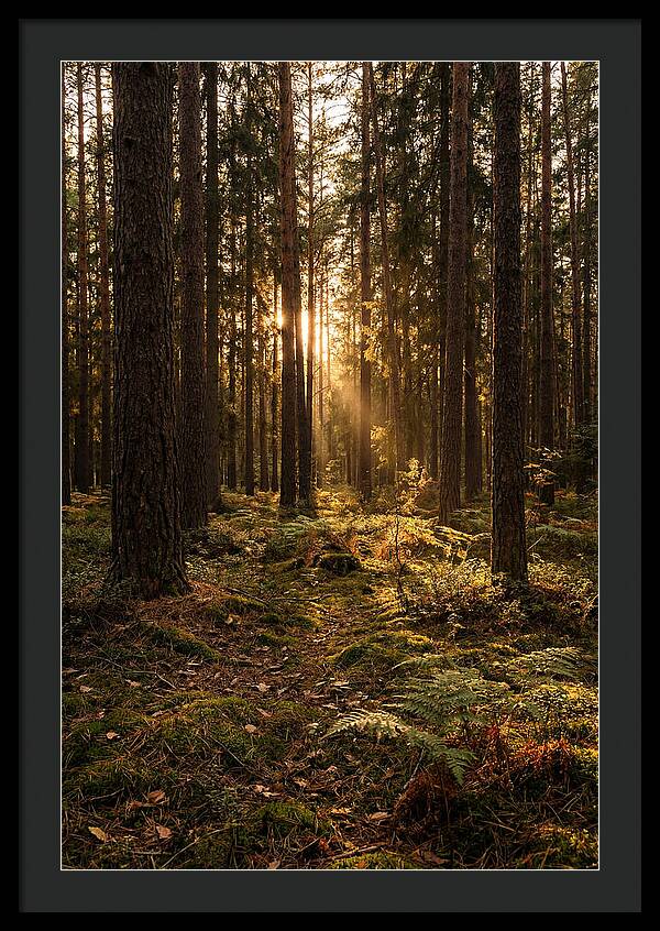 Whispers Of Kisatchie Forest