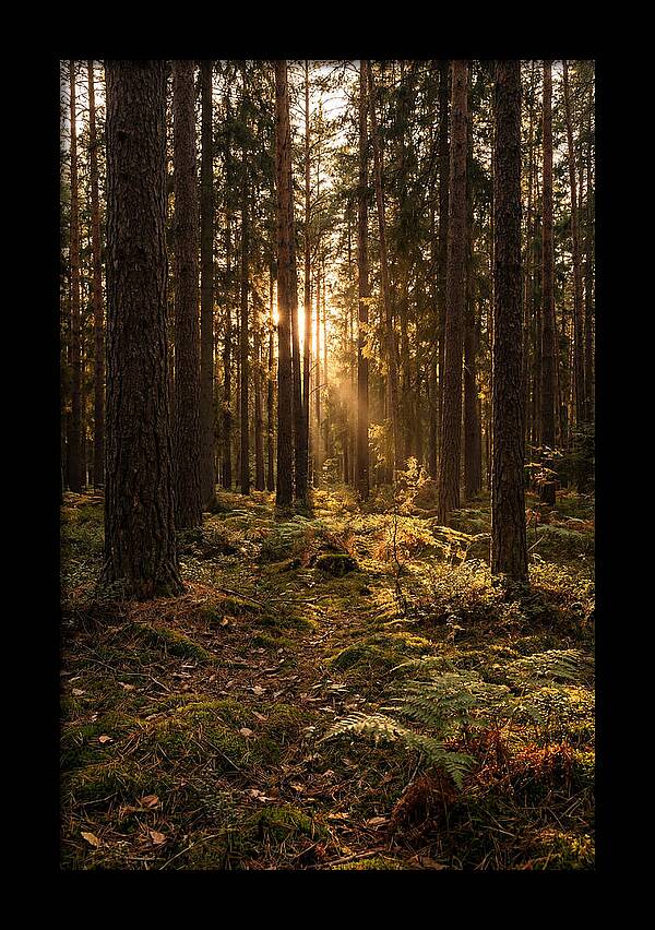 Whispers Of Kisatchie Forest