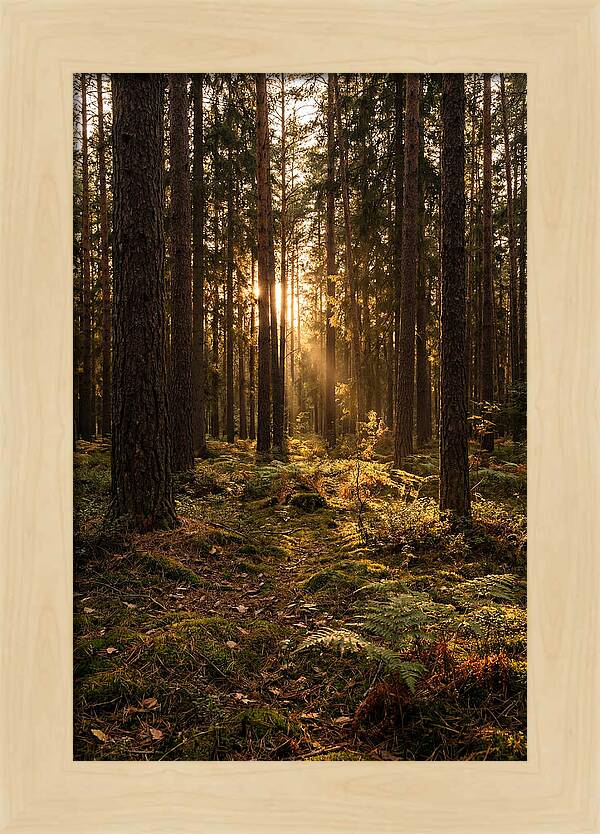 Whispers Of Kisatchie Forest