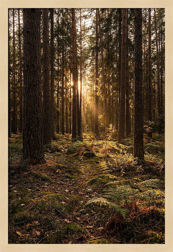 Whispers Of Kisatchie Forest