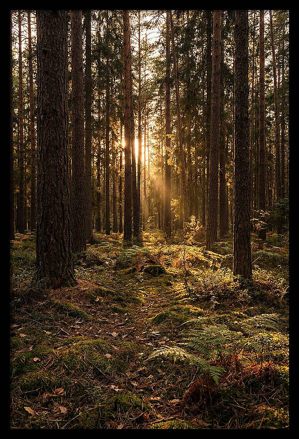 Whispers Of Kisatchie Forest