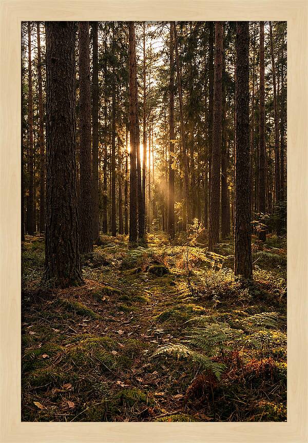 Whispers Of Kisatchie Forest
